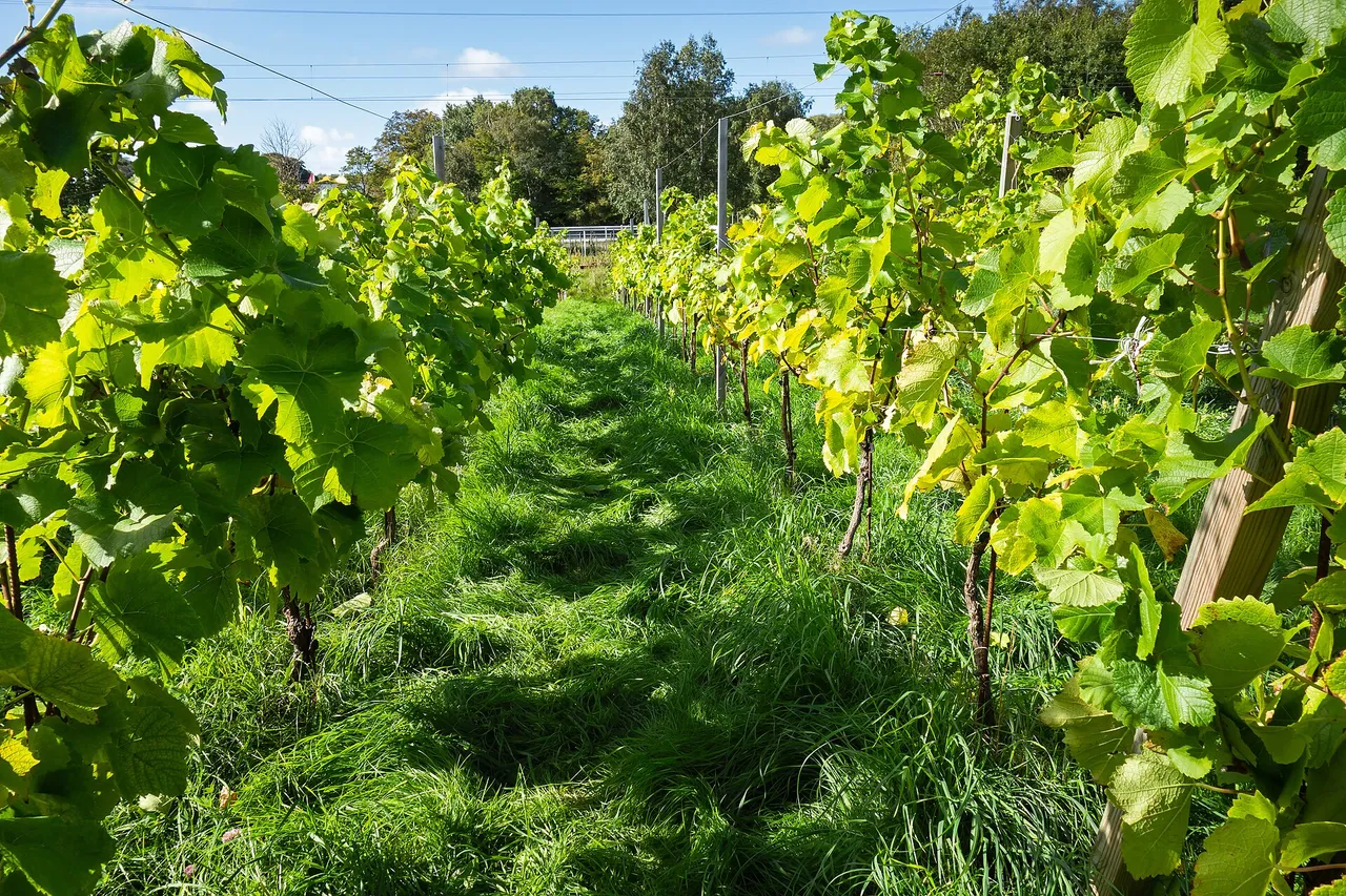 Ordentliche Rebzeilen eines Weinbergs zur Erntezeit