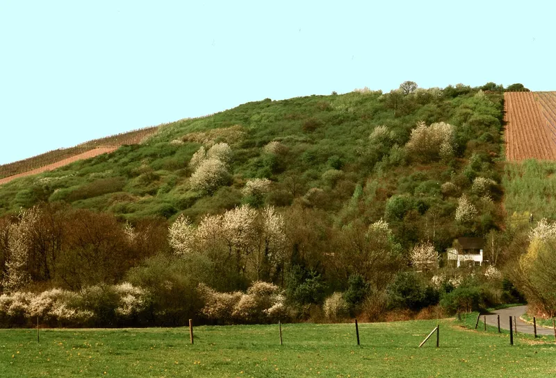 Weinbergshänge im Trierer Stadtteil Olewig, dem Weinort von Trier
