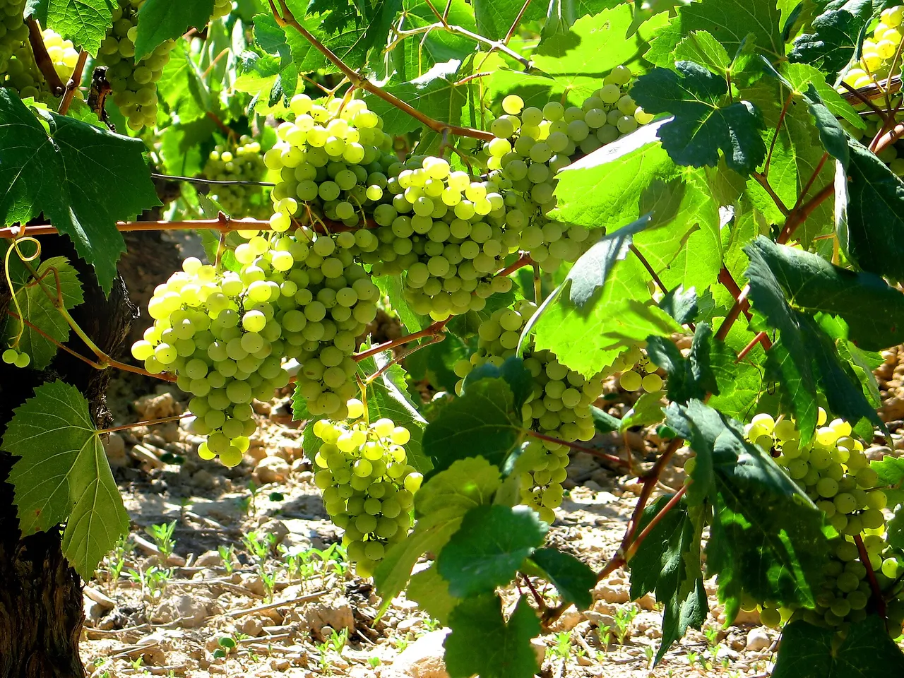 Reife weisse Weintrauben hängen dicht an der Rebe im Weinberg