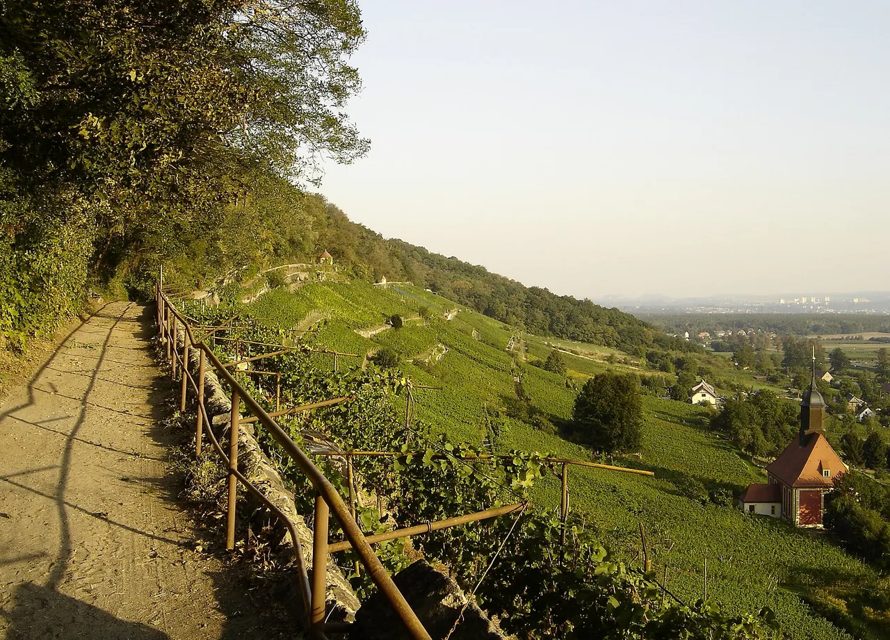 Weinwanderweg führt durch sonnige Weinberge am Hang